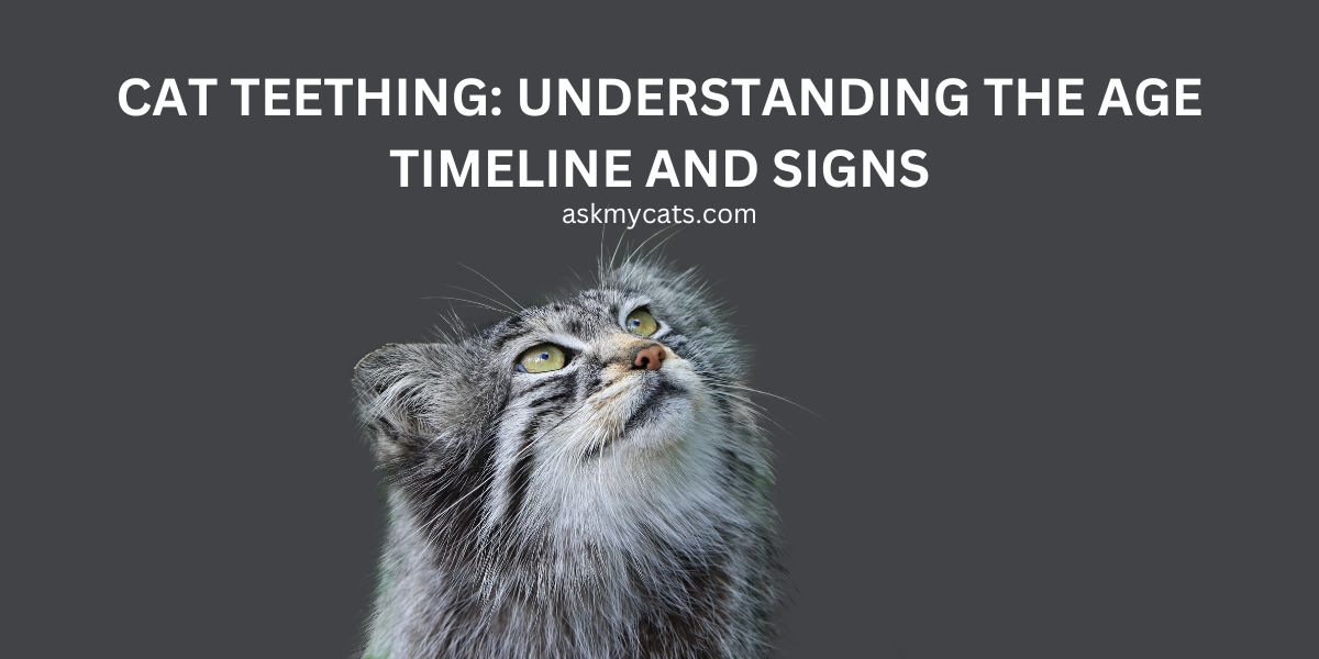 Cat Teething: Understanding the Age Timeline and Signs