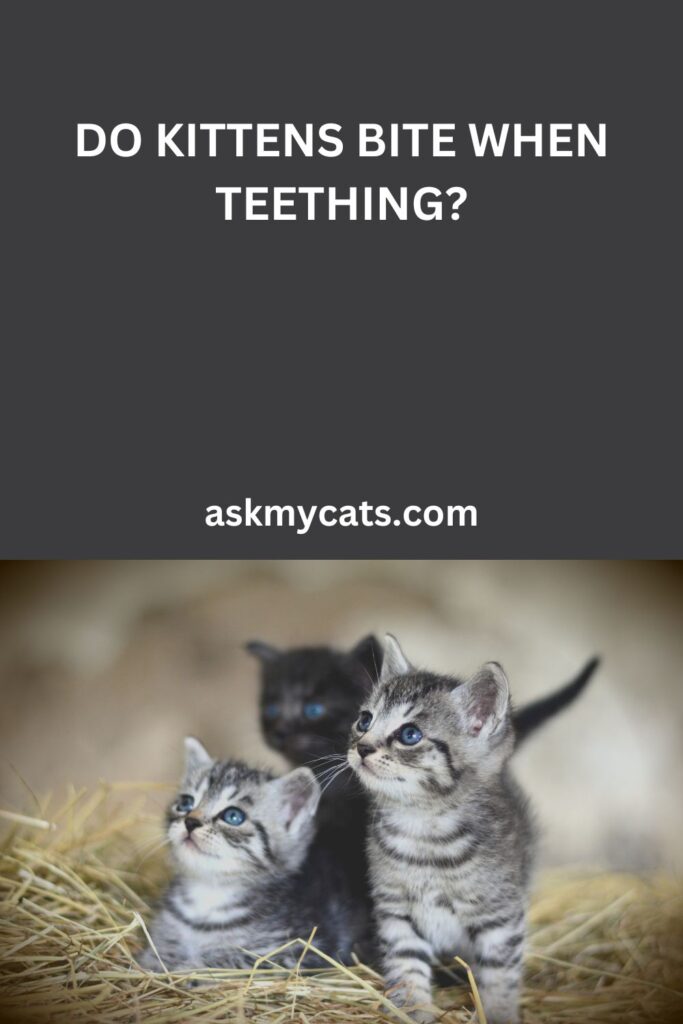 Do Kittens Bite When Teething