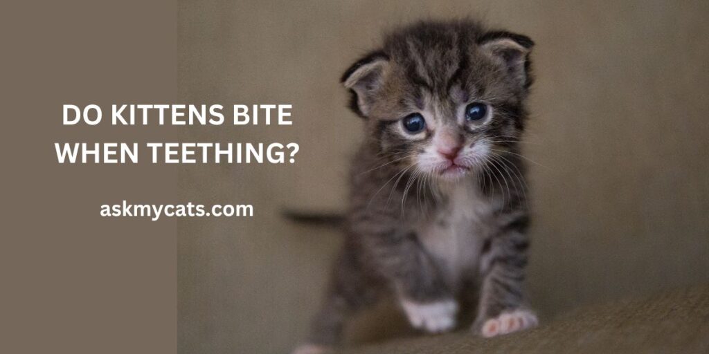 Do Kittens Bite When Teething