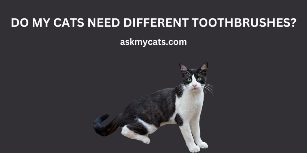 Do My Cats Need Different Toothbrushes