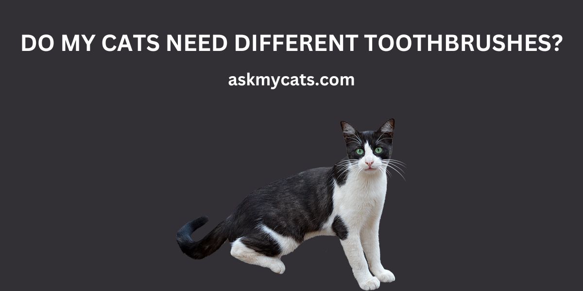 Do My Cats Need Different Toothbrushes?