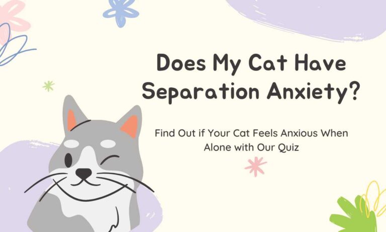 Quiz Time: Does My Cat Have Separation Anxiety?