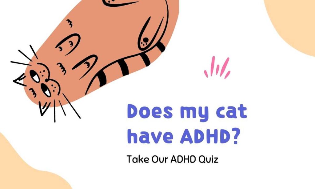 Does my cat have ADHD? quiz
