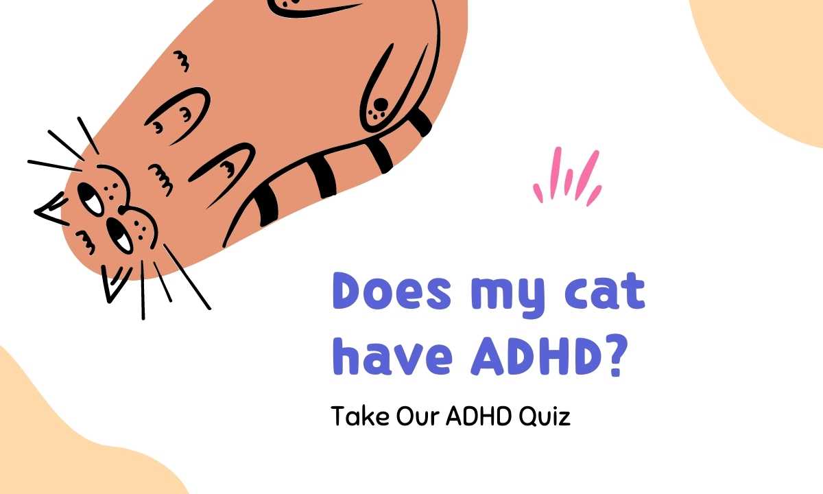 Does my cat have ADHD quiz