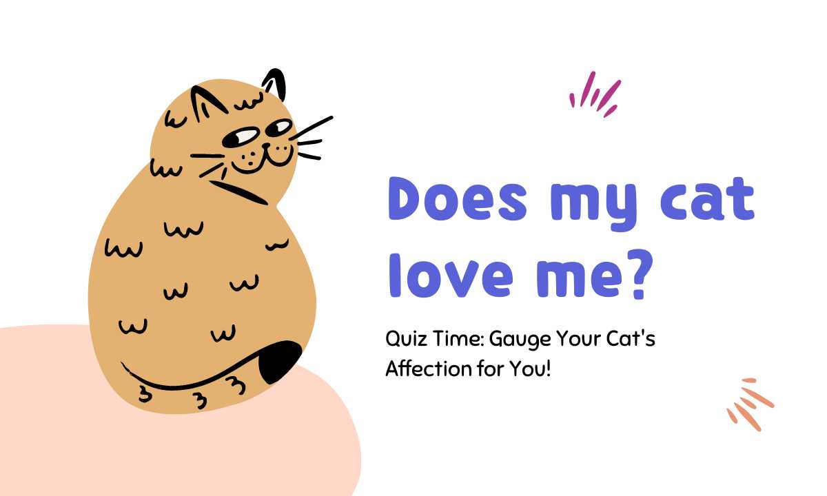 Does my cat love me quiz