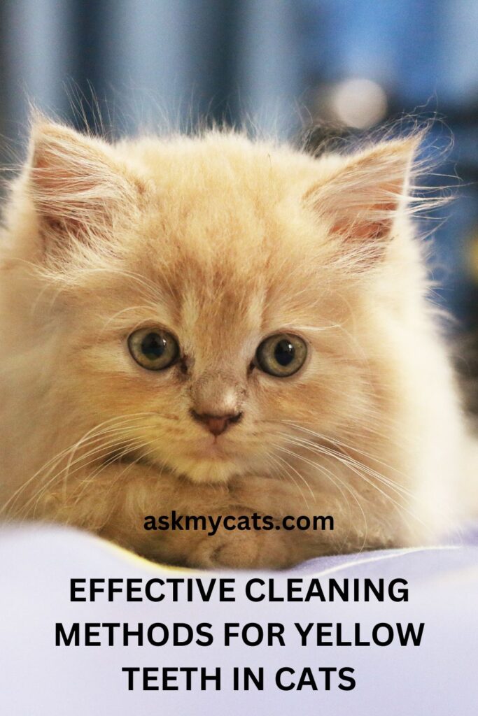 Effective Cleaning Methods For Yellow Teeth In Cats