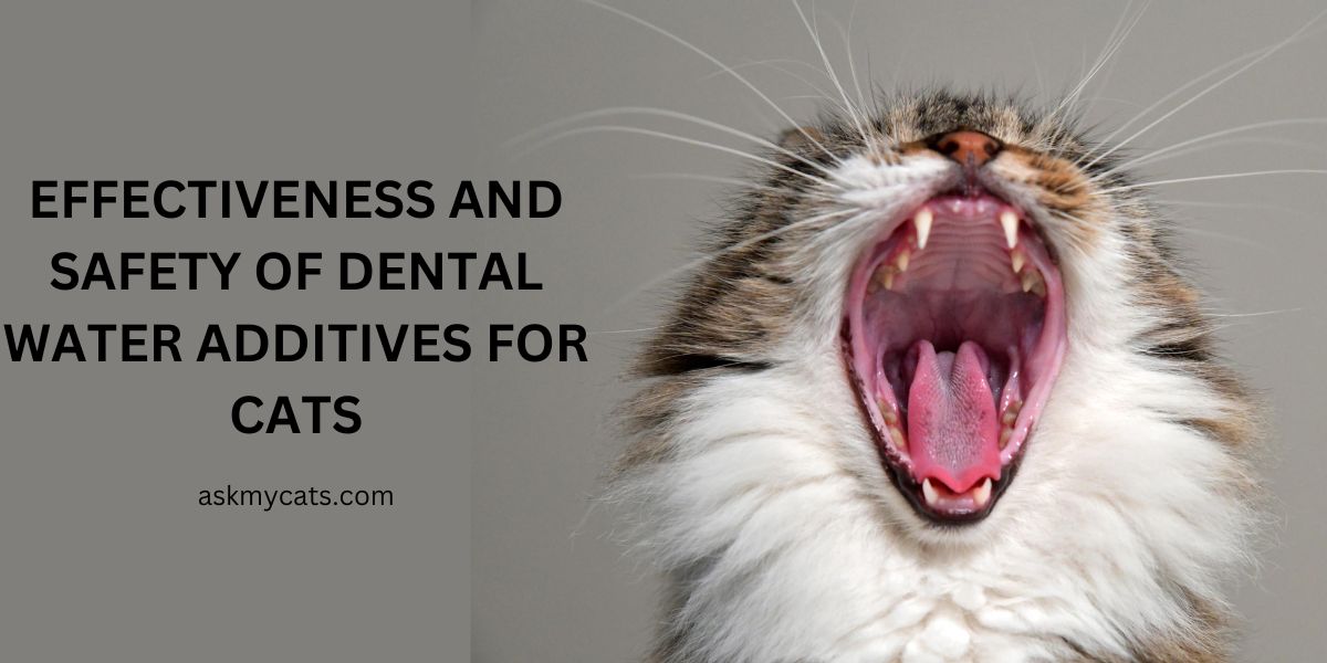 Dental Water Additives for Cats: Effectiveness and Safety