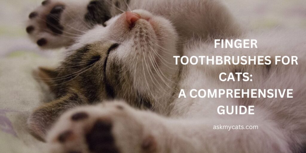 Finger Toothbrushes for Cats A Comprehensive Guide
