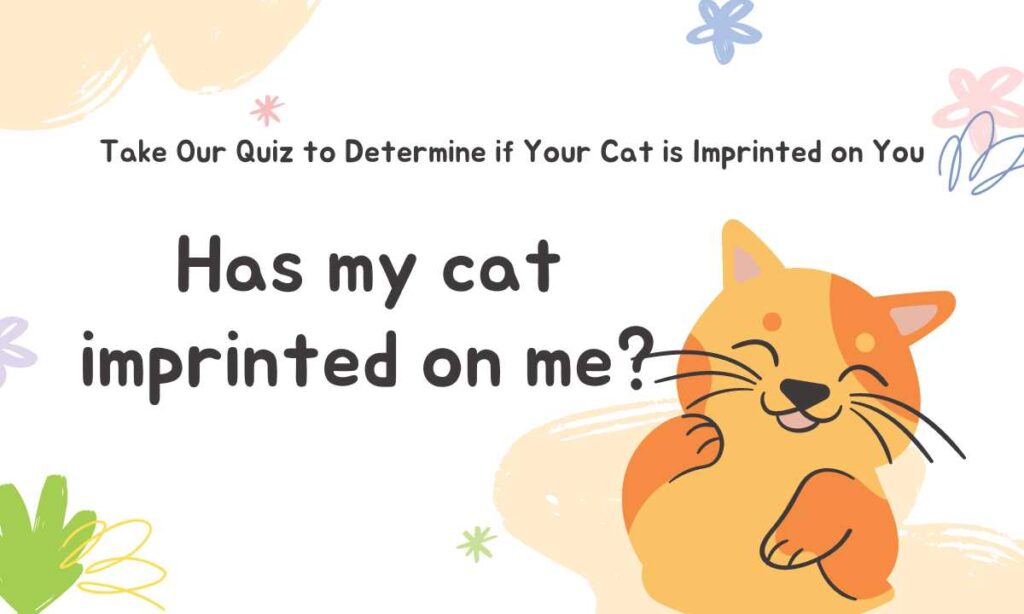 Has my cat imprinted on me? quiz