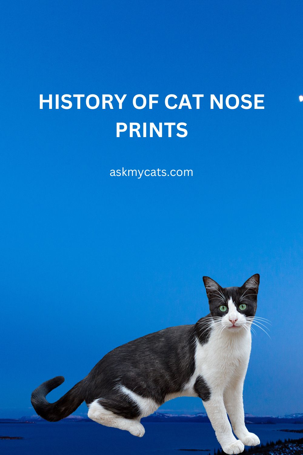 Cat Nose Prints: A Journey into the Feline Identity