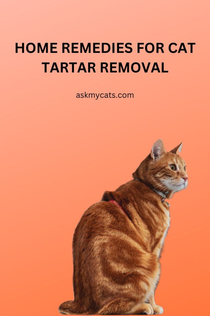 Home Remedies for Cat Tartar Removal