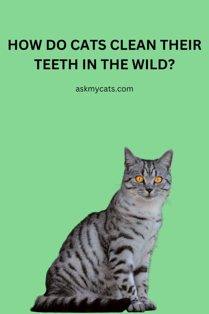 How Do Cats Clean Their Teeth in the Wild