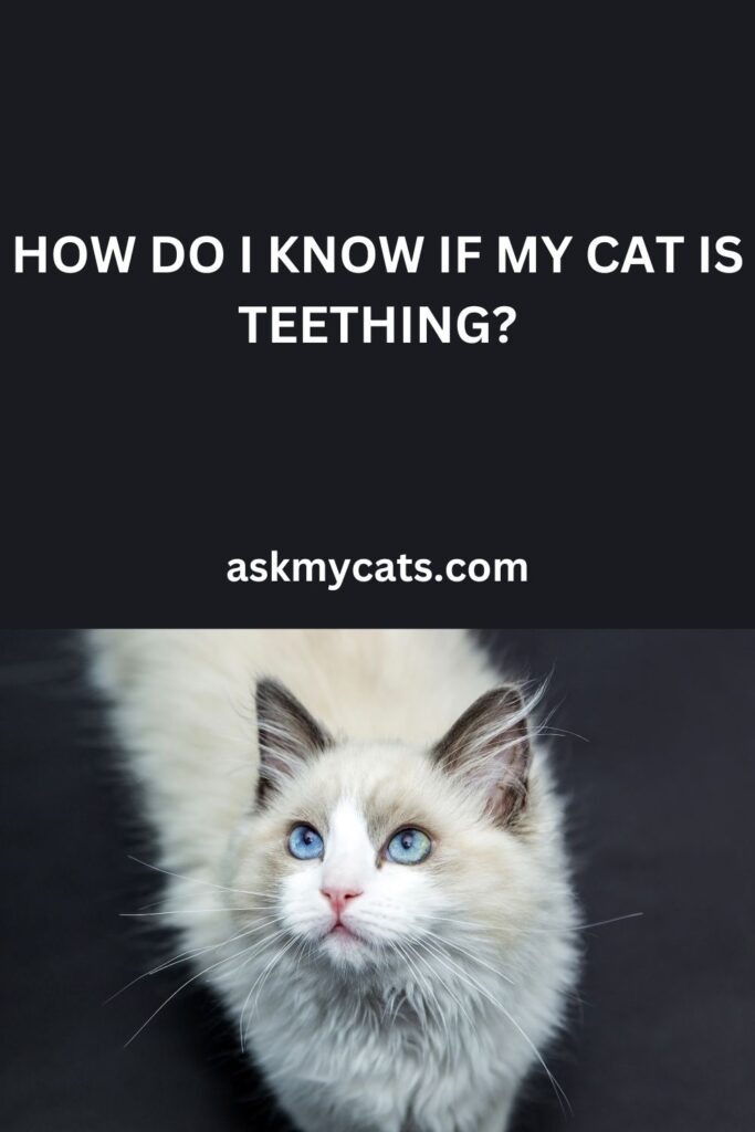 How Do I Know If My Cat Is Teething