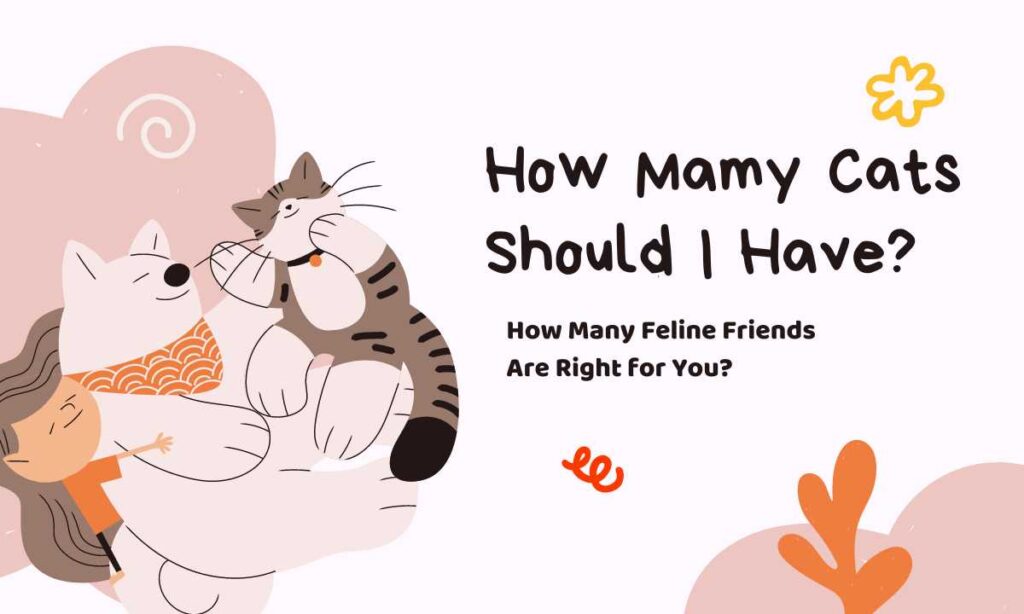 How Mamy Cats Should I Have? quiz