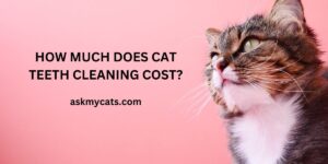 How Much Does Cat Teeth Cleaning Cost?