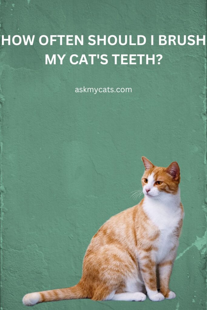How Often Should I Brush My Cat's Teeth
