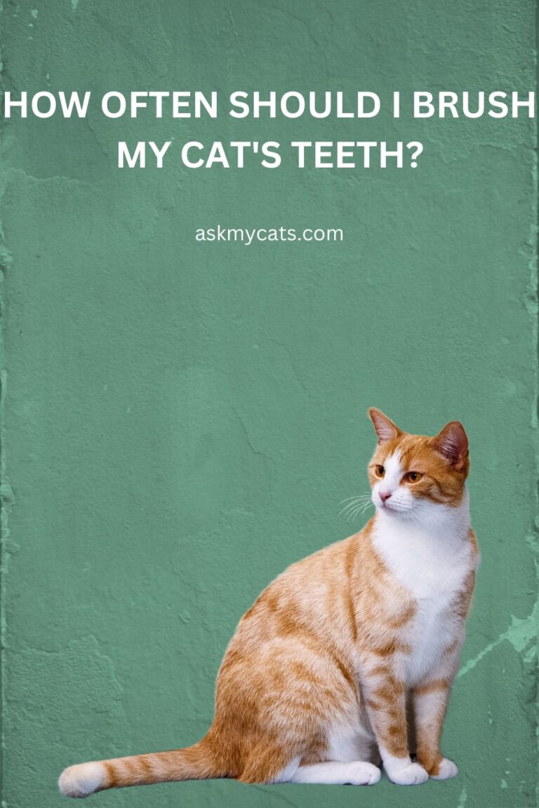 How to Brush a Cat's Teeth StepbyStep Guide