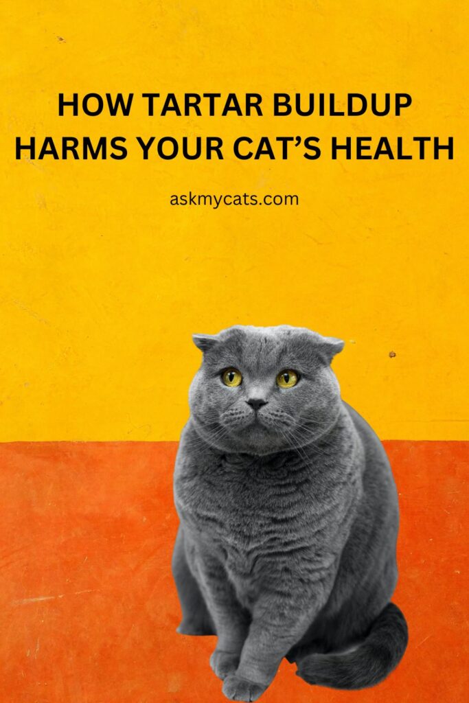 How Tartar Buildup Harms Your Cat’s Health