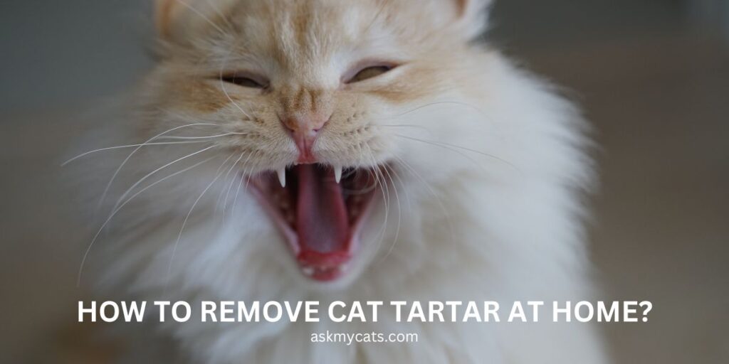 How To Remove Cat Tartar At Home