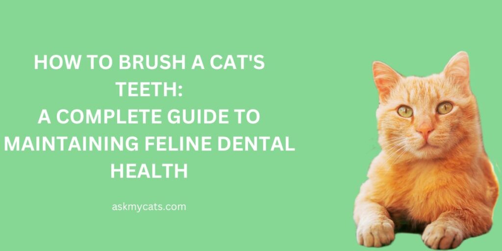 How to Brush a Cat's Teeth A Complete Guide to Maintaining Feline Dental Health