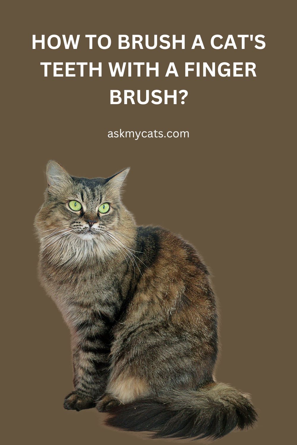 How to Brush a Cat's Teeth with a Finger Brush