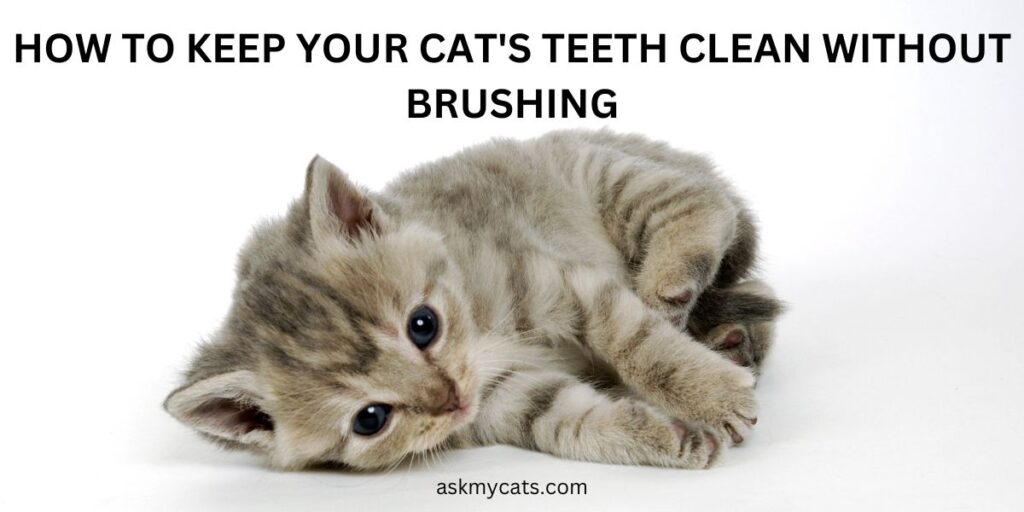 How to Keep Your Cat's Teeth Clean Without Brushing