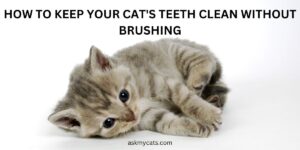How to Keep Your Cat’s Teeth Clean Without Brushing?