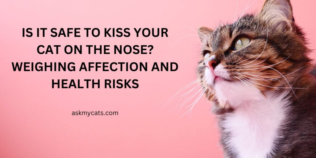 Is It Safe to Kiss Your Cat on the Nose Weighing Affection and Health Risks