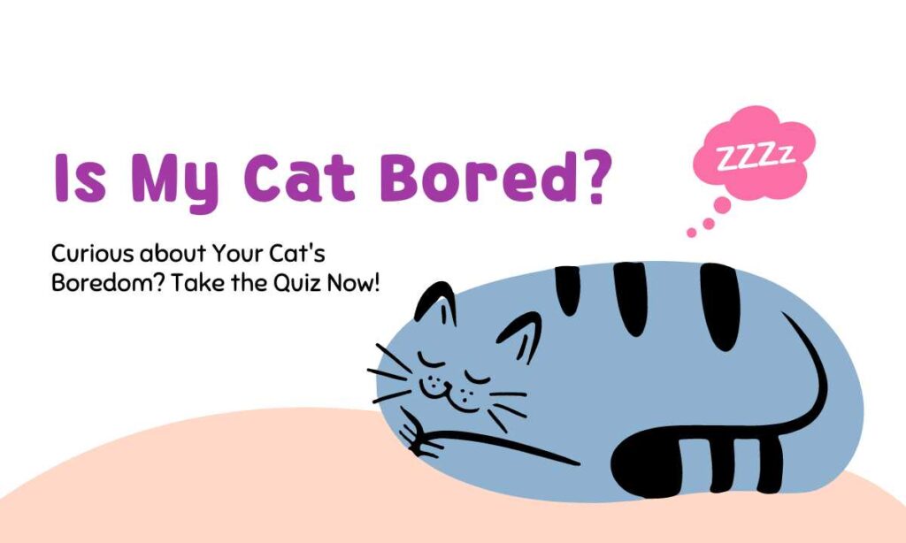 Is My Cat Bored? quiz