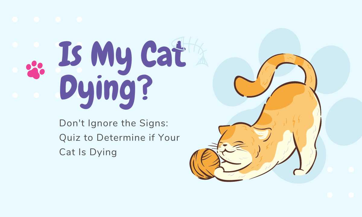 Is My Cat Dying quiz