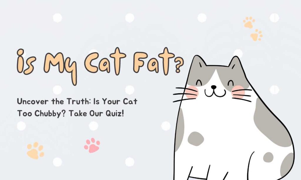 Is My Cat Fat? quiz