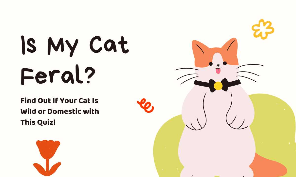 Is My Cat Feral quiz