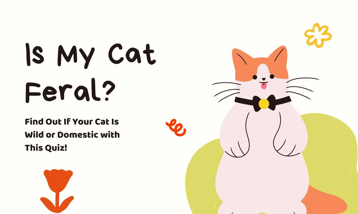 Take Our Quiz to Determine If Your Cat Is Feral!