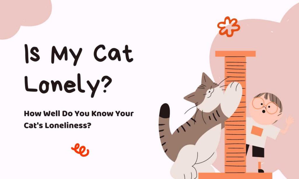 Is My Cat Lonely? quiz