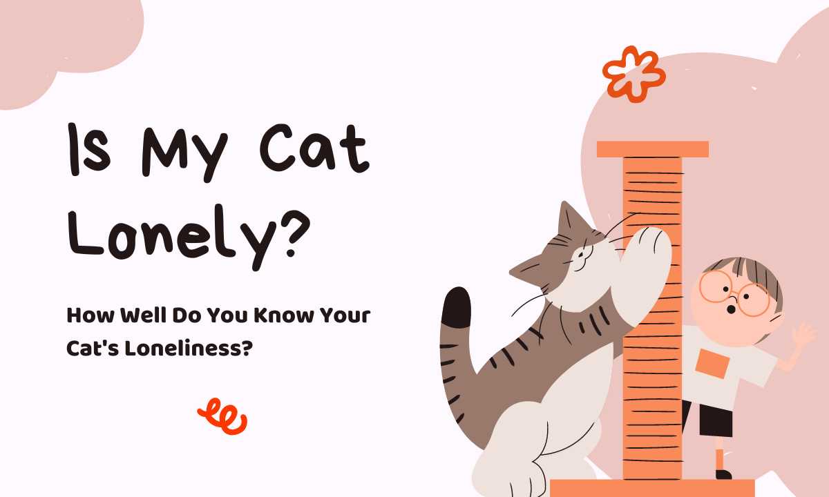 Is My Cat Lonely quiz
