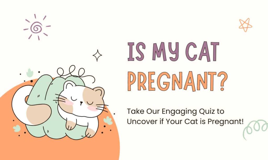 Is My Cat Pregnant? quiz