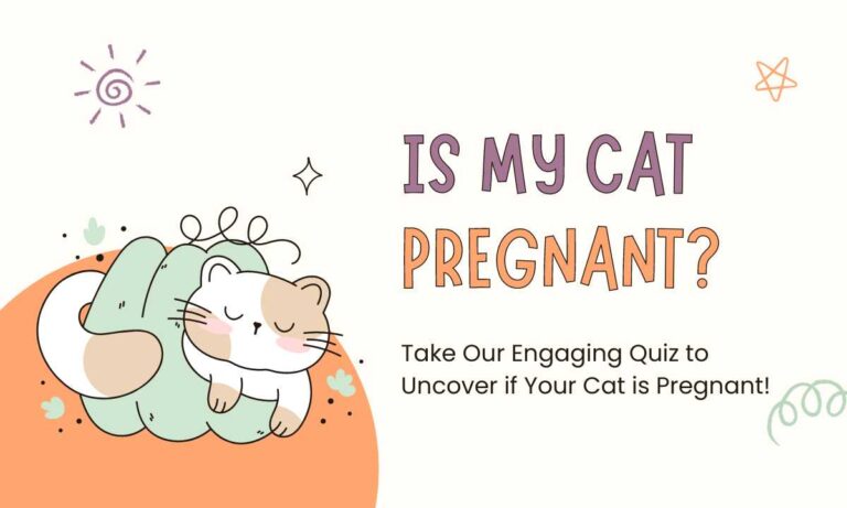 Is My Cat Pregnant? Take Our Quiz to Find Out