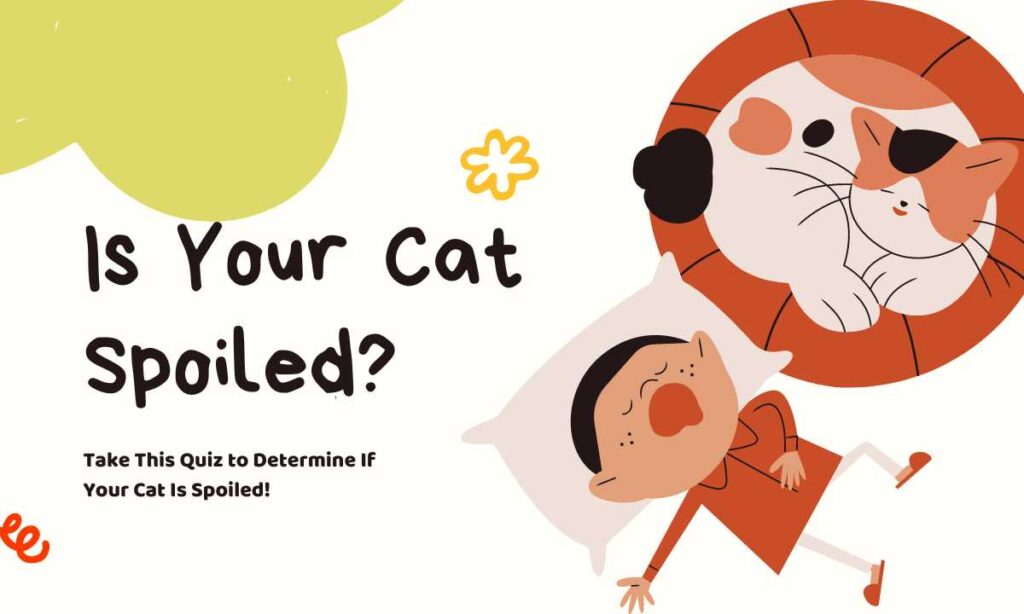 Is Your Cat Spoiled? quiz