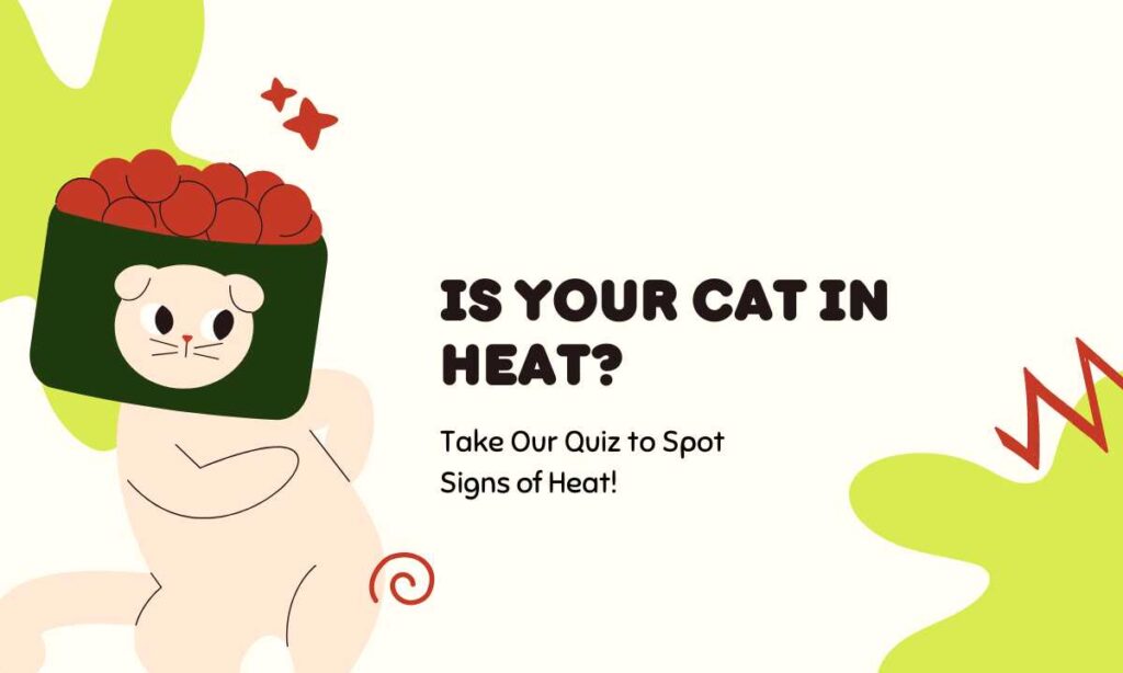 Is Your Cat in Heat? quiz