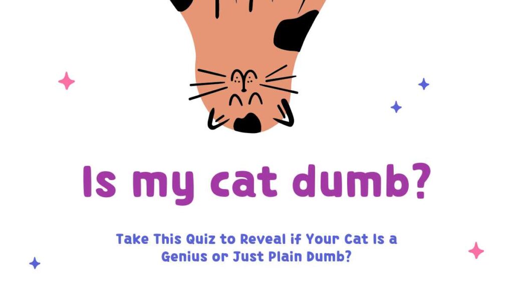 Is my cat dumb? quiz