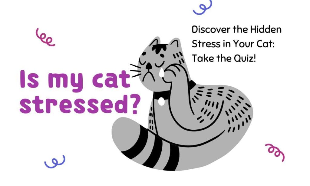 Is my cat stressed? quiz