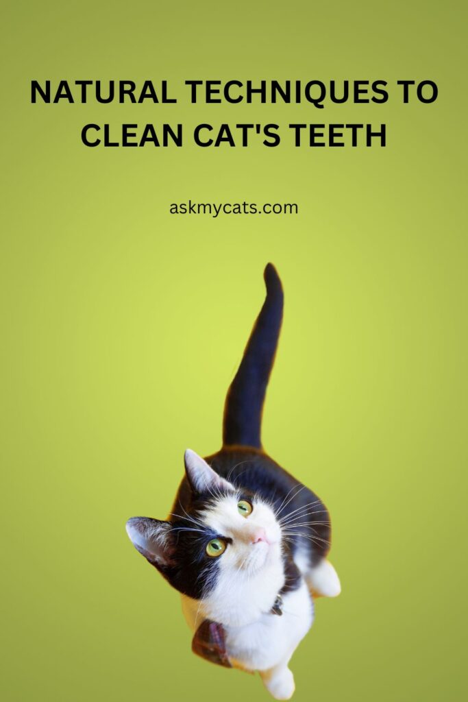 Natural Techniques to Clean Cat's Teeth
