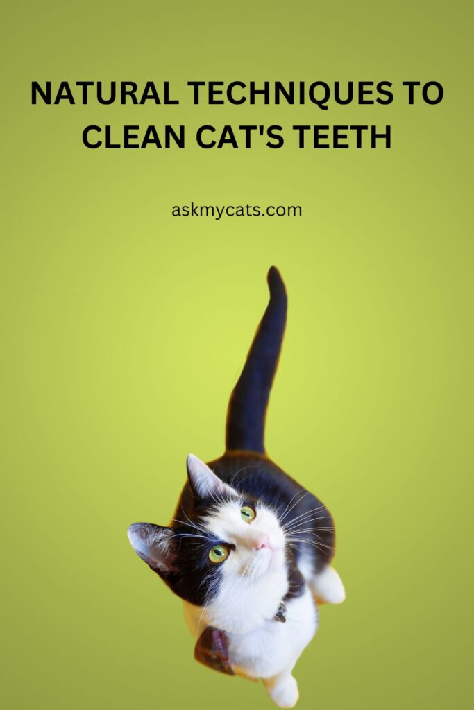 How to Keep Your Cat's Teeth Clean Without Brushing?