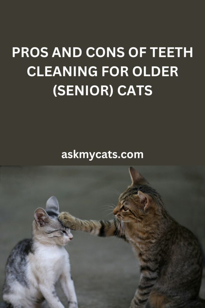 Pros And Cons Of Teeth Cleaning For Older (Senior) Cats