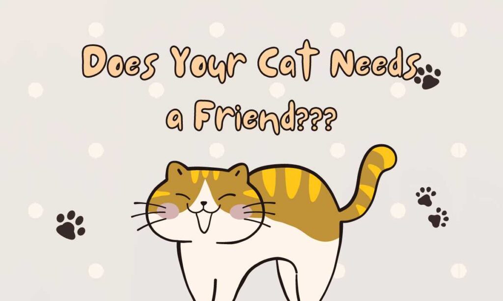 Quiz: Does Your Cat Needs a Friend?