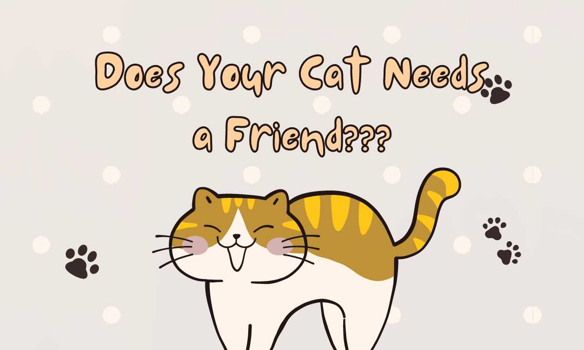Quiz Does Your Cat Needs a Friend