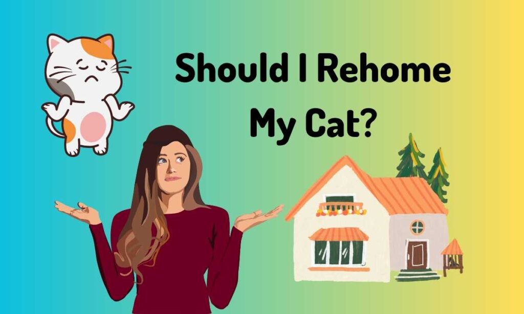 Quiz: Should I Rehome My Cat?