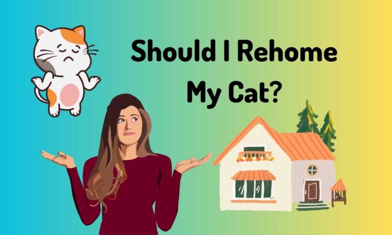 Should I Rehome My Cat Quiz? Is It Time to Say Goodbye?