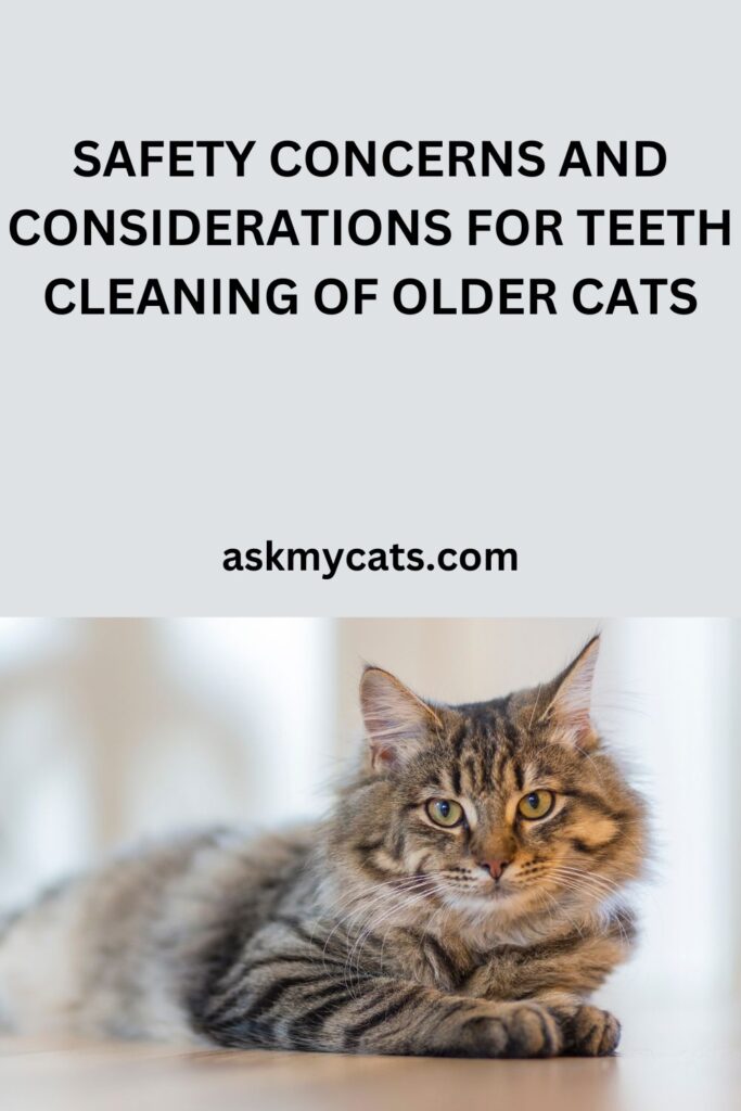 Safety Concerns And Considerations For Teeth Cleaning Of Older Cats