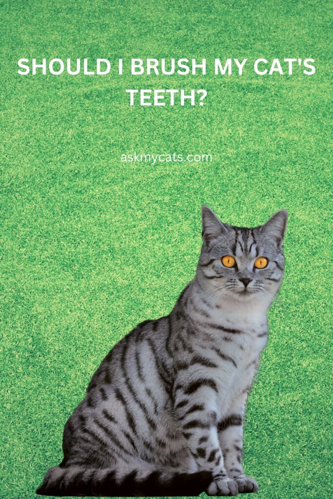 Should I Brush My Cat's Teeth